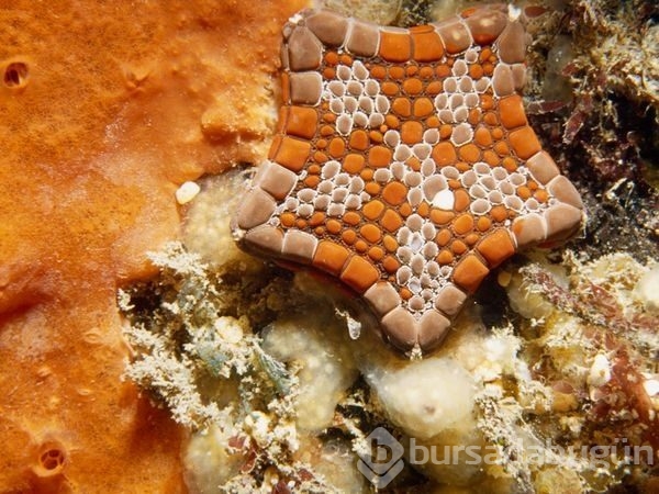 Harika doğa fotoğrafları