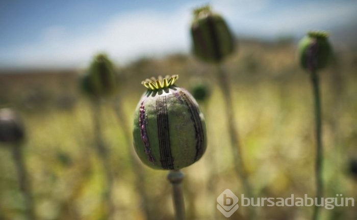 Harika doğa fotoğrafları