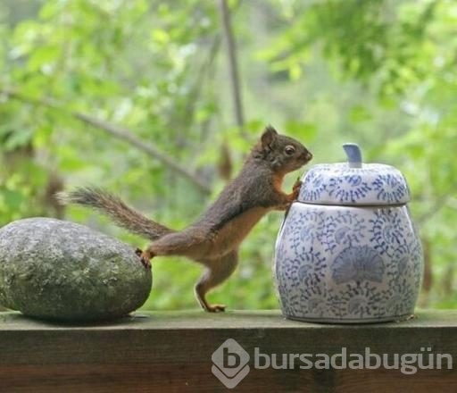 İşte internetin en çok paylaşılan fotoğrafları

