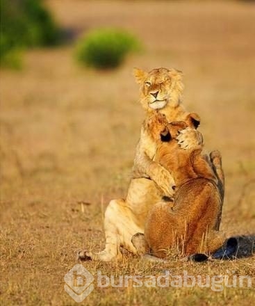 İşte internetin en çok paylaşılan fotoğrafları
