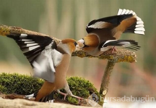 İşte internetin en çok paylaşılan fotoğrafları
