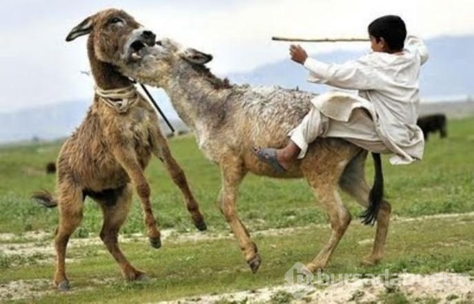 İşte internetin en çok paylaşılan fotoğrafları
