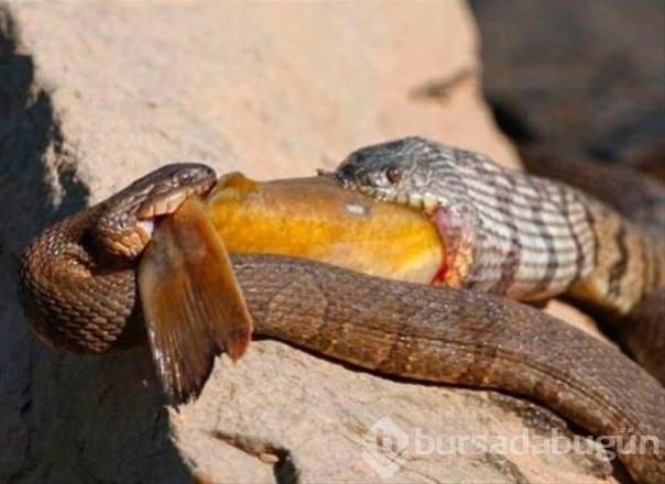 İşte internetin en çok paylaşılan fotoğrafları
