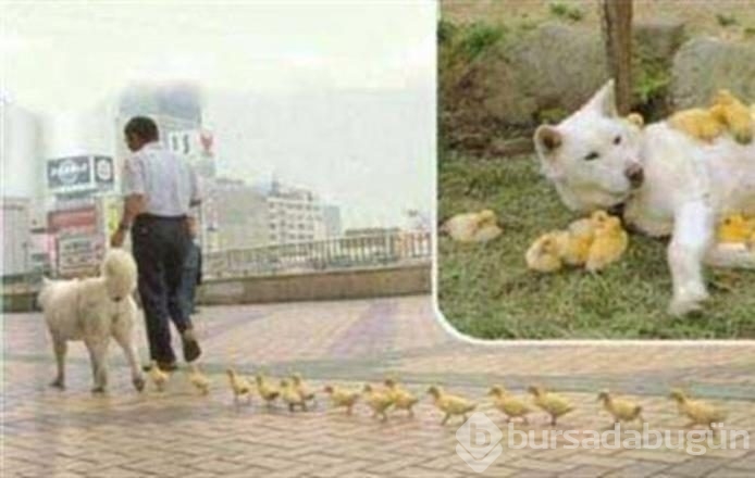İşte internetin en çok paylaşılan fotoğrafları
