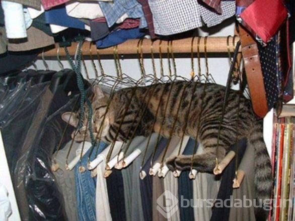 İşte internetin en çok paylaşılan fotoğrafları
