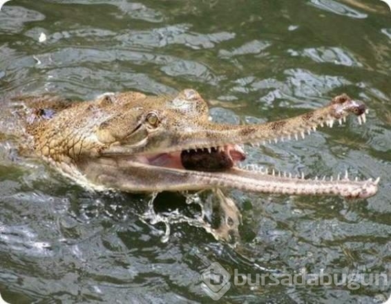 İşte internetin en çok paylaşılan fotoğrafları

