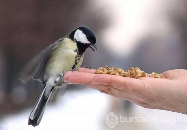 İşte internetin en çok paylaşılan fotoğrafları
