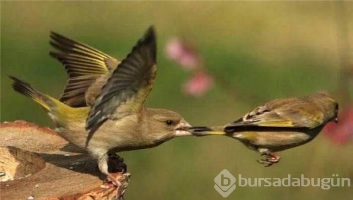 İşte internetin en çok paylaşılan fotoğrafları
