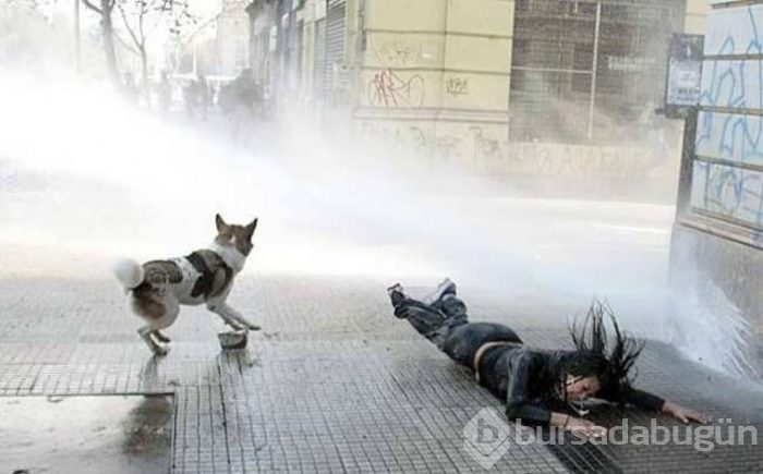 İşte internetin en çok paylaşılan fotoğrafları

