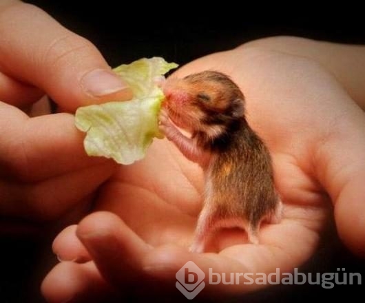 İşte internetin en çok paylaşılan fotoğrafları
