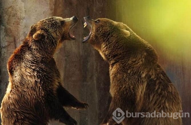 İşte internetin en çok paylaşılan fotoğrafları

