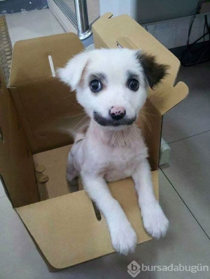 Doğum lekesi mi, ulvi bir işaret mi?