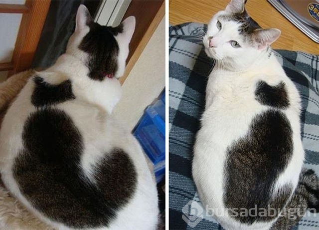 Doğum lekesi mi, ulvi bir işaret mi?