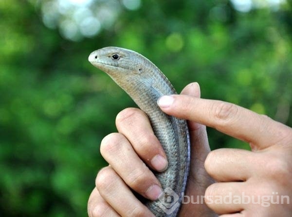 Herkesin yılan sandığı oluklu kertenkele