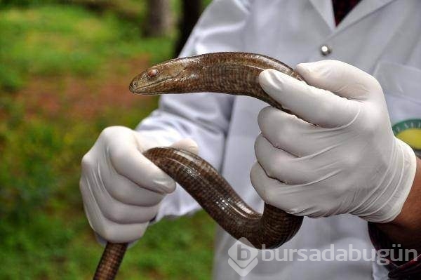 Herkesin yılan sandığı oluklu kertenkele