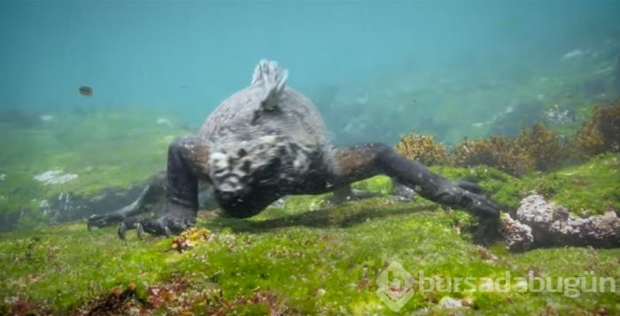 Su altında 6 metrelik dev kertenkele!
