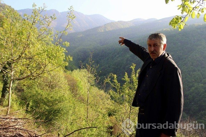 Uludağ'da katil arı paniği