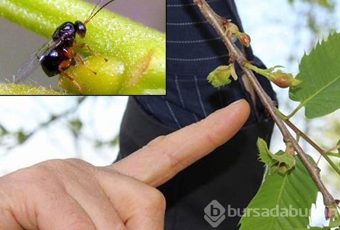 Uludağ'da katil arı paniği