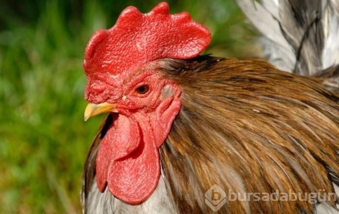 Bu yemekleri yiyebilmek cesaret ister
