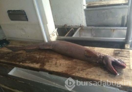En tuhaf deniz yaratıkları