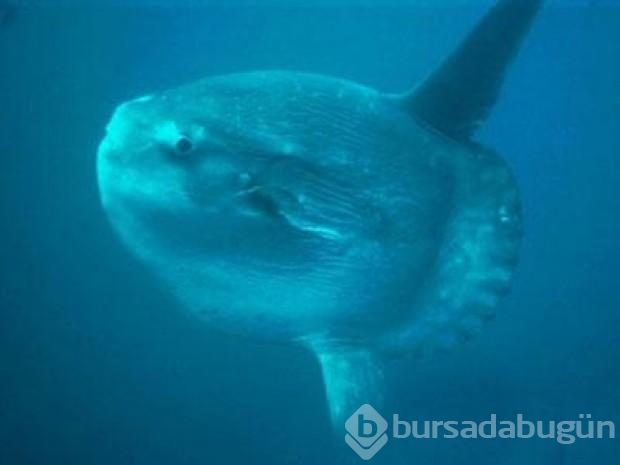 En tuhaf deniz yaratıkları