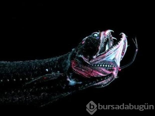 En tuhaf deniz yaratıkları