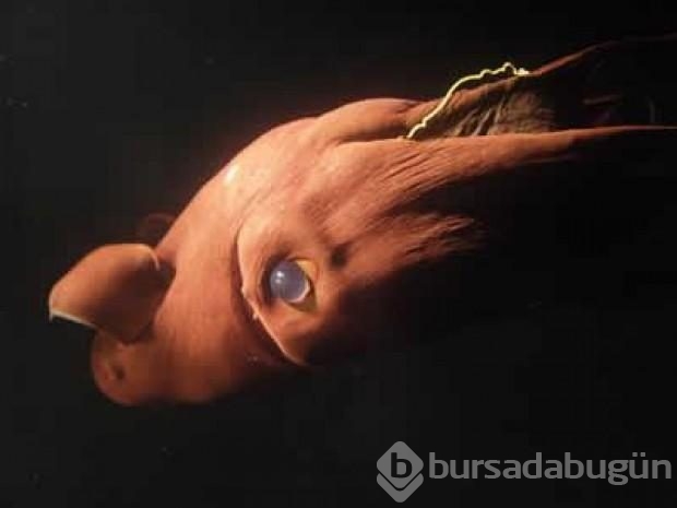 En tuhaf deniz yaratıkları