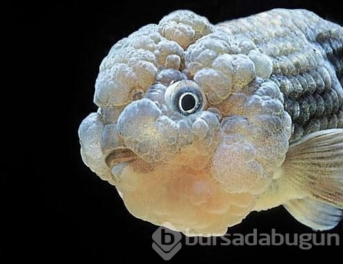 En tuhaf deniz yaratıkları