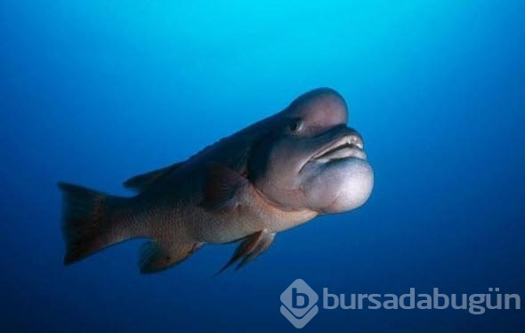 En tuhaf deniz yaratıkları