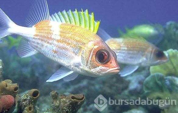 En tuhaf deniz yaratıkları