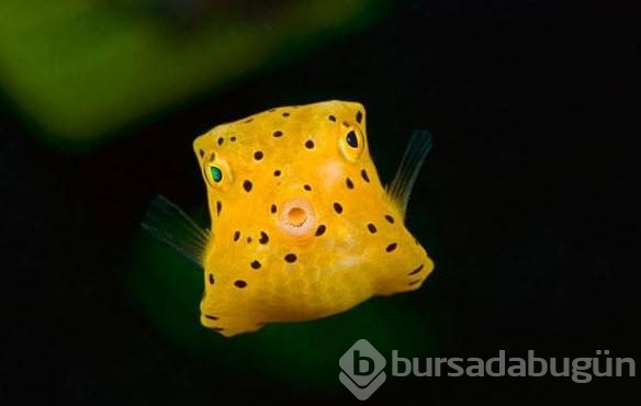 En tuhaf deniz yaratıkları