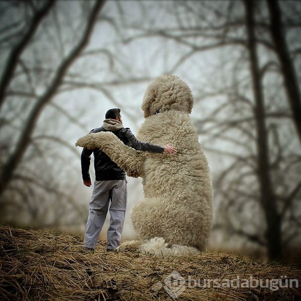 Dev köpeği ile hayallerini yaşıyor!
