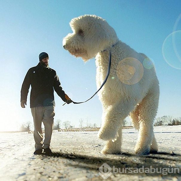 Dev köpeği ile hayallerini yaşıyor!
