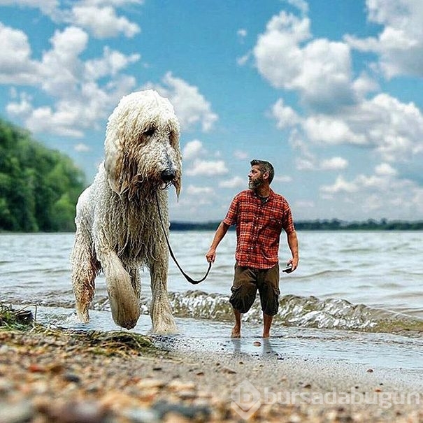 Dev köpeği ile hayallerini yaşıyor!
