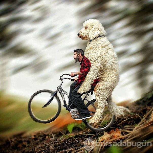 Dev köpeği ile hayallerini yaşıyor!
