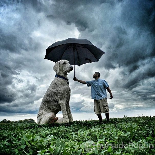 Dev köpeği ile hayallerini yaşıyor!
