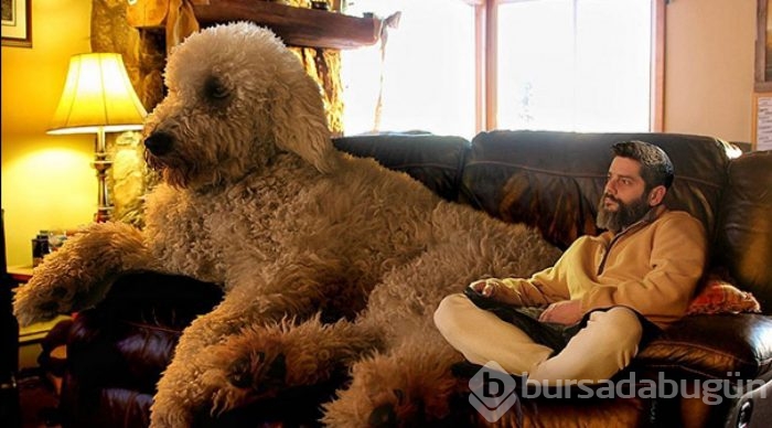 Dev köpeği ile hayallerini yaşıyor!
