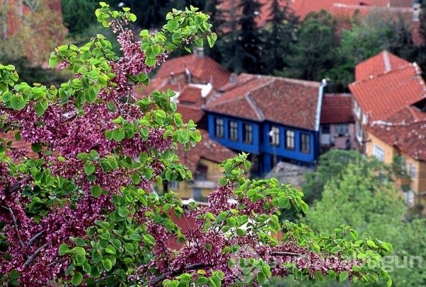 12 maddede şehri renk cümbüşüne çeviren Erguvan Ağacı'nın öyküsü