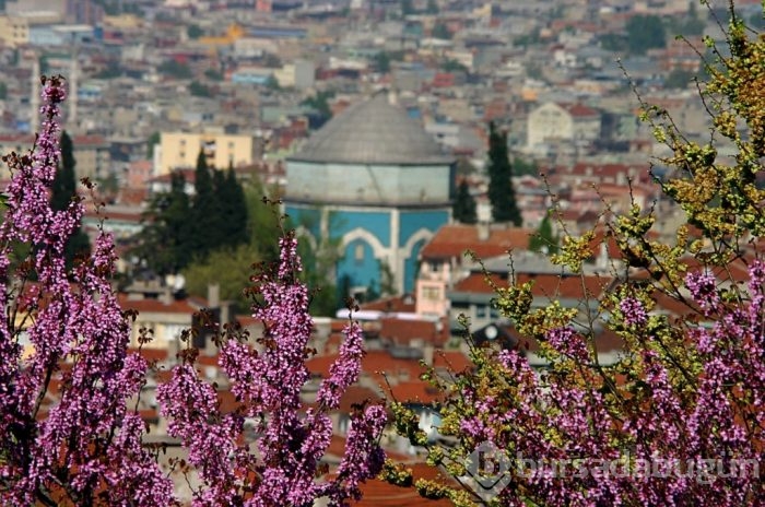 12 maddede şehri renk cümbüşüne çeviren Erguvan Ağacı'nın öyküsü