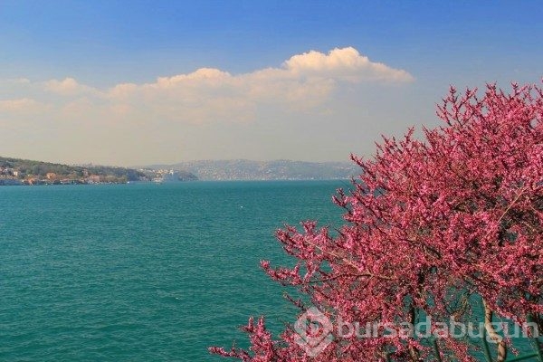 12 maddede şehri renk cümbüşüne çeviren Erguvan Ağacı'nın öyküsü
