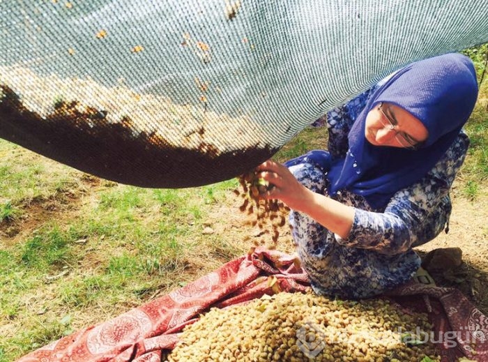 Farmville gerçek oldu