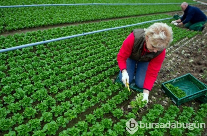 Farmville gerçek oldu