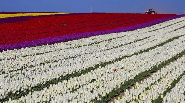 Burası Hollanda değil burası Konya!