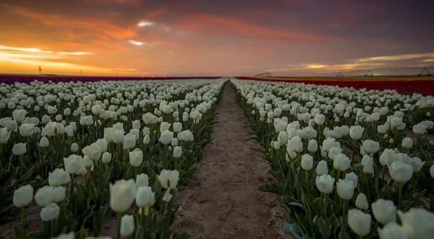 Burası Hollanda değil burası Konya!