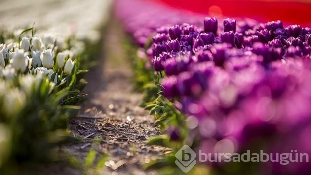 Burası Hollanda değil burası Konya!