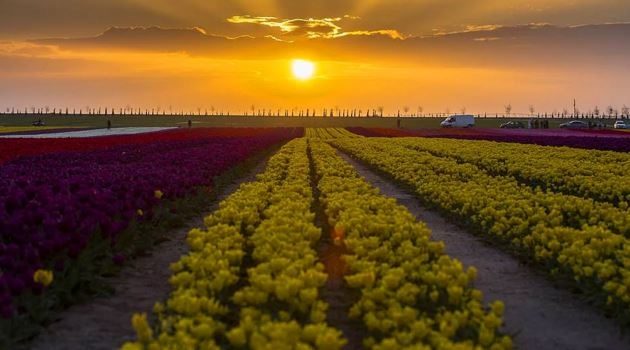 Burası Hollanda değil burası Konya!