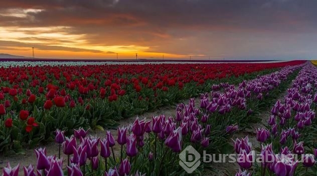 Burası Hollanda değil burası Konya!