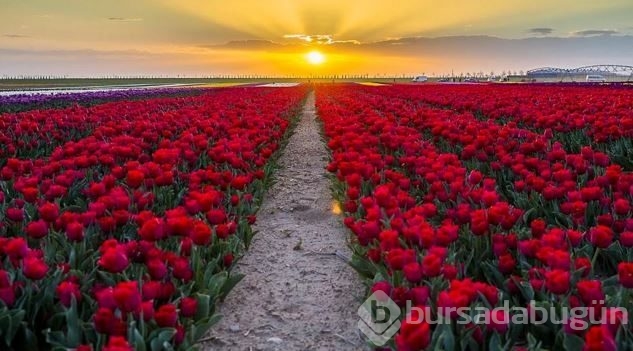 Burası Hollanda değil burası Konya!