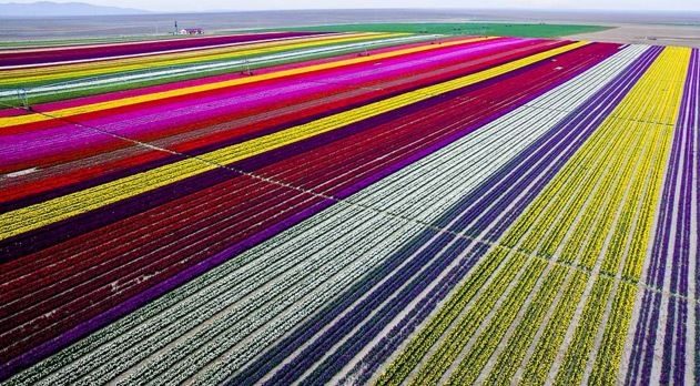 Burası Hollanda değil burası Konya!