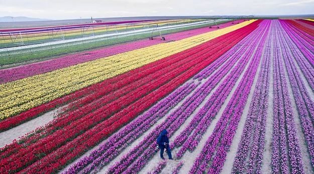 Burası Hollanda değil burası Konya!